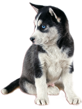 Peri Thepurplefeathers Posted This - Siberian Husky (301x399), Png Download