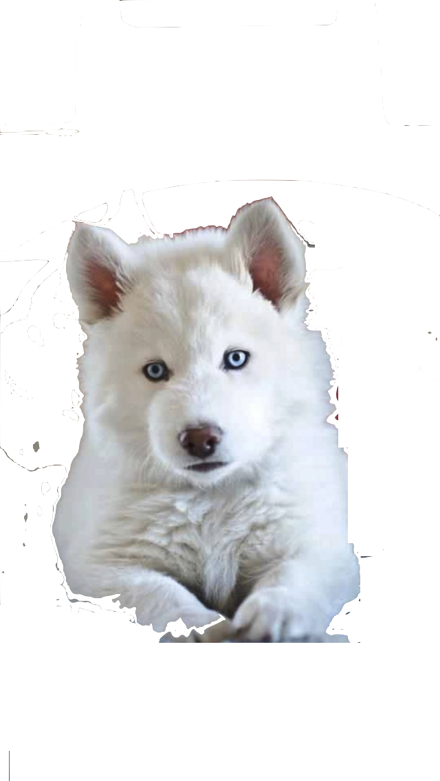White Siberian Husky Siberian Husky Puppies - Husky Siberiano Blanco Ojos Azules Cachorro (640x1136), Png Download