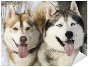 Phân Biệt Husky Và Alaska (400x400), Png Download