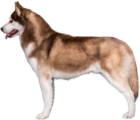Profile Of Siberian Husky - Dog (480x406), Png Download