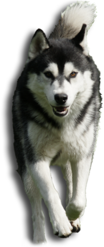 Sakhalin Husky (370x812), Png Download