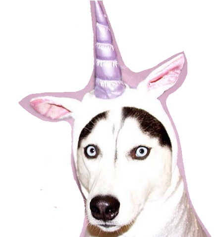 177 Images About Pngs All On We Heart It - Huskies In Unicorn Costume (500x476), Png Download
