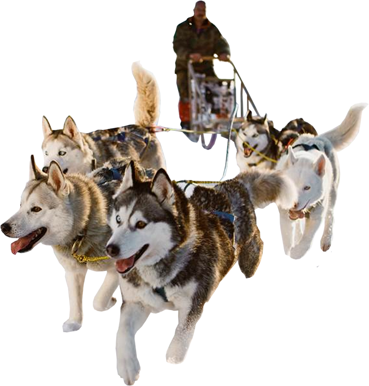 Sled Dog Png Hd Transparent Sled Dog Hd - Sanie Trasa De Caini (1920x1437), Png Download