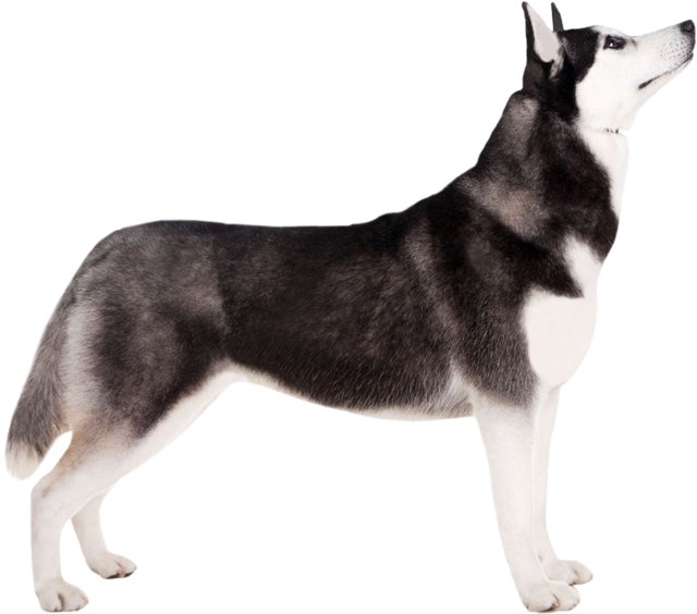 46++ Gambar anjing husky siberian terbaru