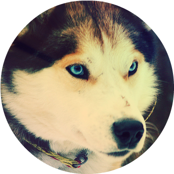 26430 Cute Husky - Red Wolf Husky Hybrid (378x359), Png Download