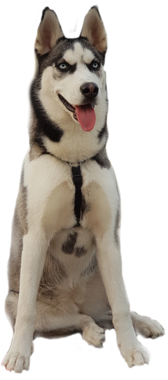 Sticker Challenge Husky Animaleye Dog - Dog (240x543), Png Download