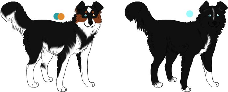 Banner Transparent Library Husky X Border Adopts - Husky X Border Collie (900x386), Png Download