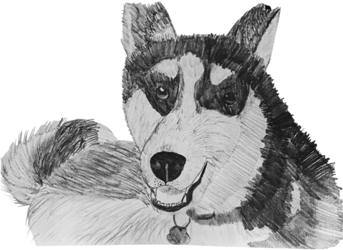 Husky - Siberian Husky (480x480), Png Download