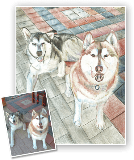 Choose Medium - Mackenzie River Husky (434x520), Png Download