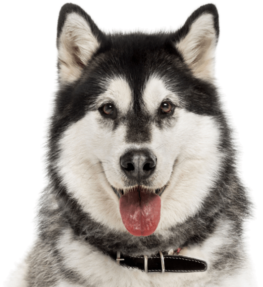 Alaskan Malamute - Alaskan Malamutes Health (565x585), Png Download
