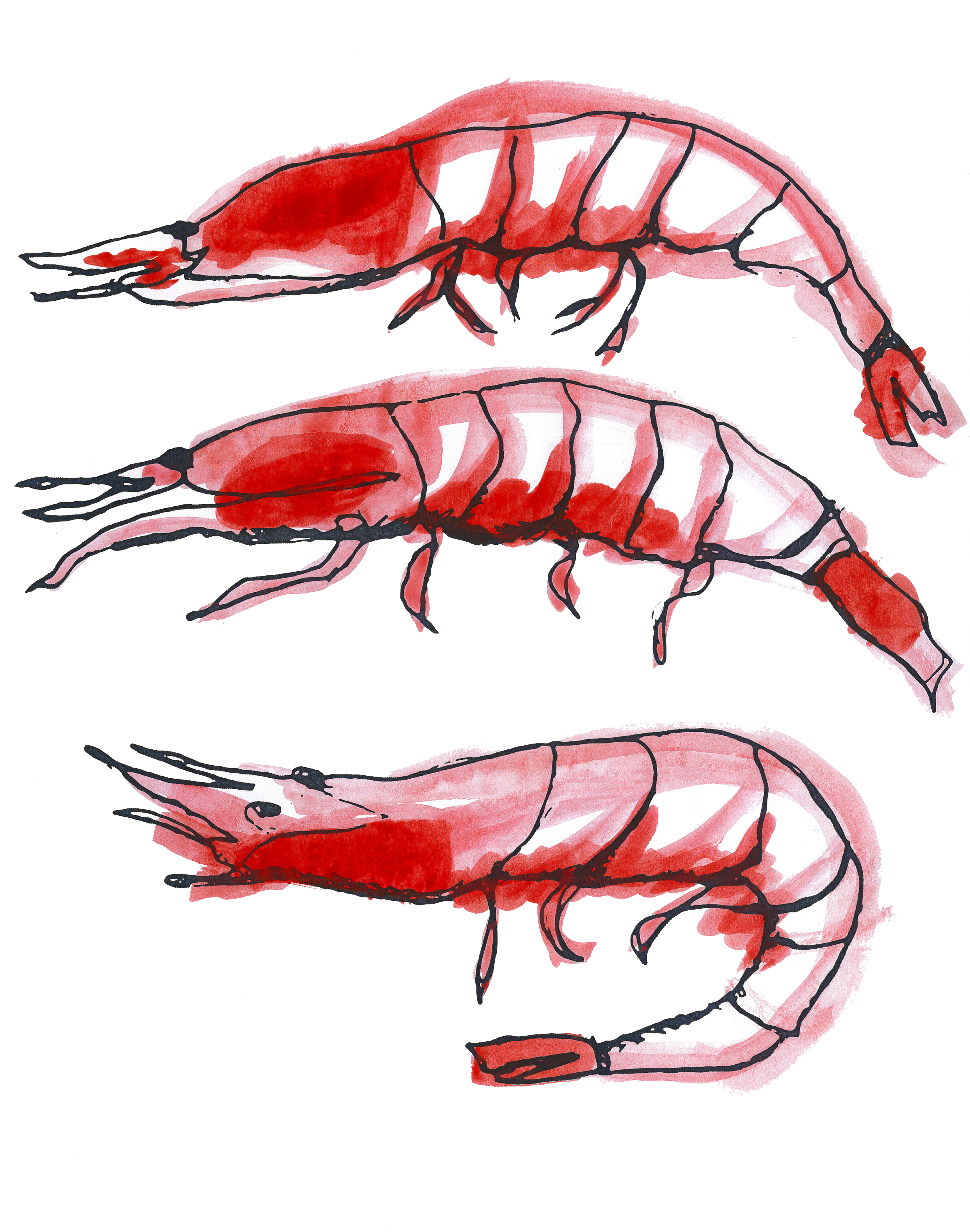 Amazon Fresh - Design (3306x4676), Png Download