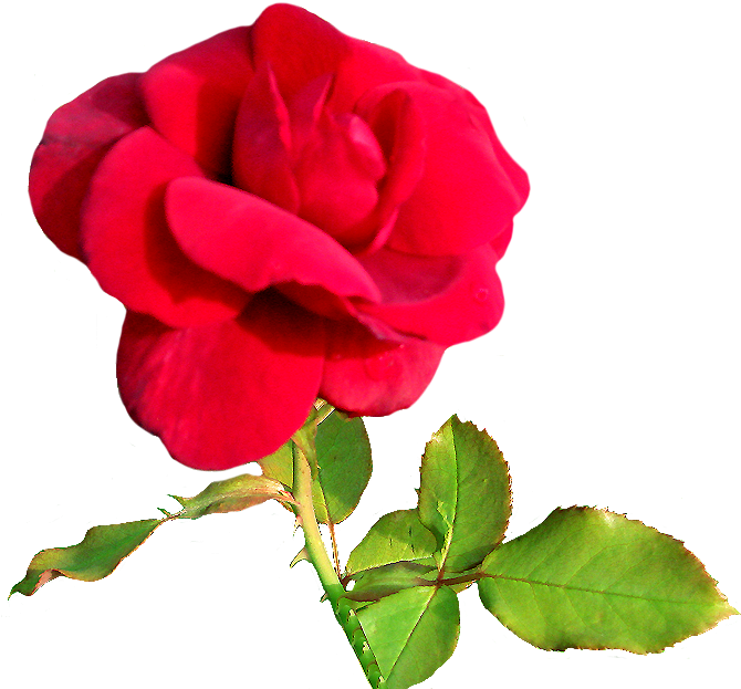 Rose Clipart Rosebud Pink - Love You Pink Rose Heart Images Gif (697x709), Png Download