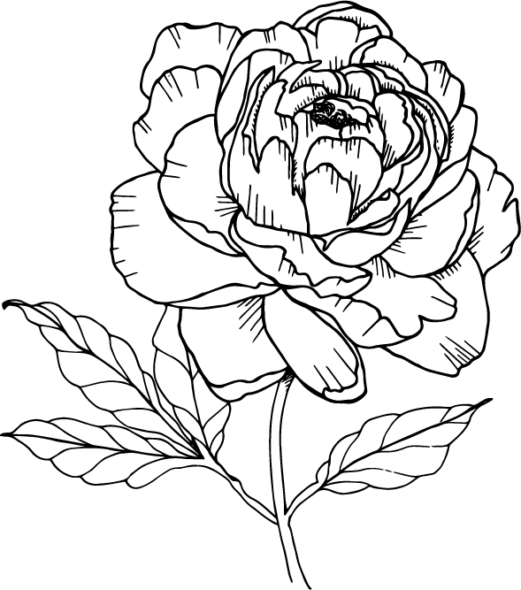 Single Peony Flower Illustraiton (589x667), Png Download