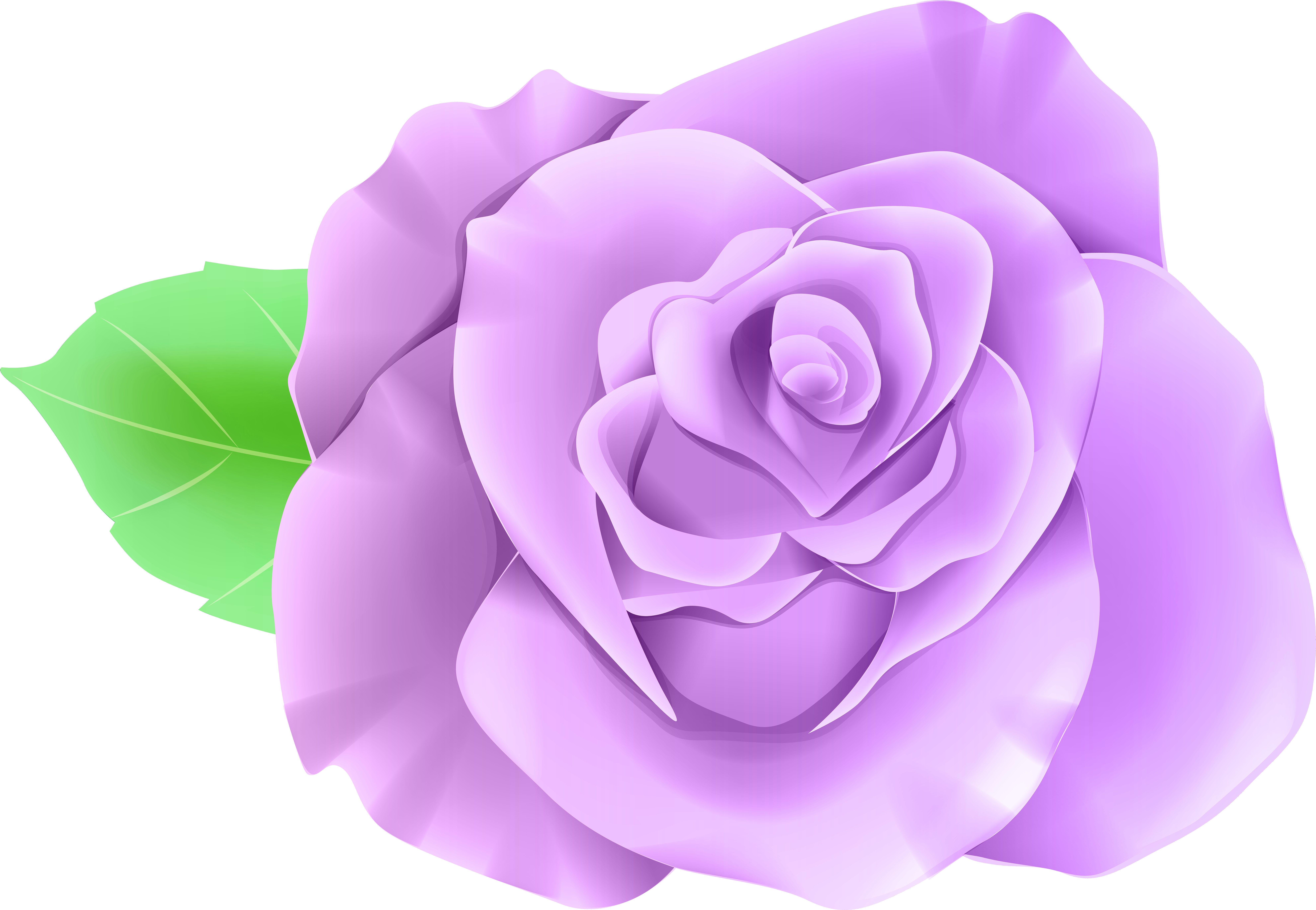 Single Rose (8000x5528), Png Download