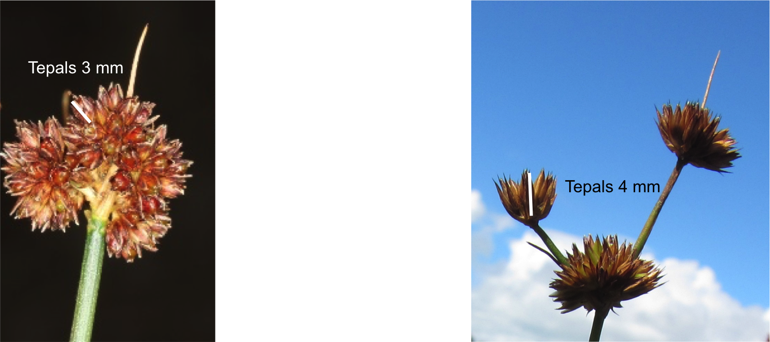 Download Original Image - Artificial Flower (1518x676), Png Download