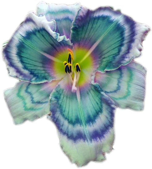 Flower (500x561), Png Download