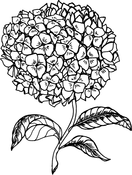 Hydrangea Single Flower Illustration (437x582), Png Download