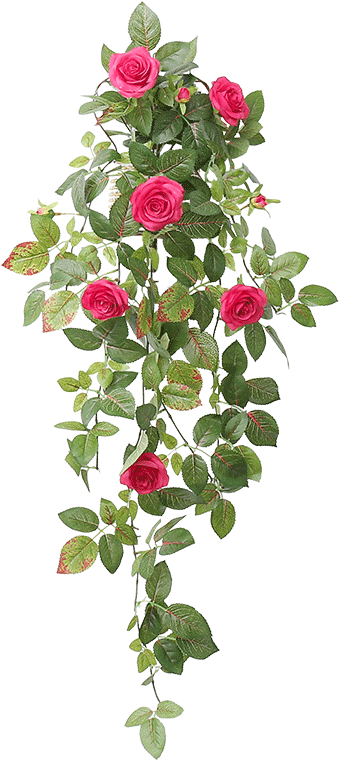 Color Classification, Light Pink Single Bouquet Rose - Plants (800x800), Png Download