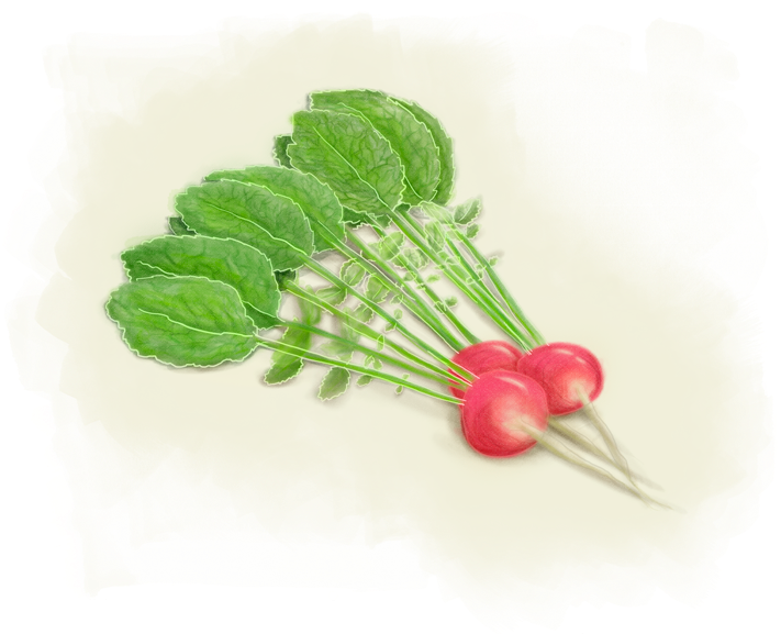 Raddish - Floral Design (750x625), Png Download