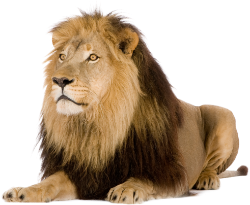 Best Picture Of Lion (640x419), Png Download