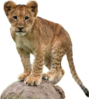 Lion Png Playful Lion Cub At The Foomart - Leão Bebe (400x400), Png Download