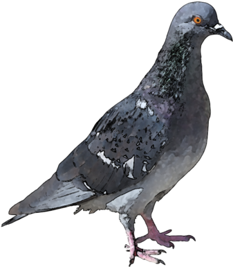 Http - //webclipart - About - Com/od/birdorigina1/ss/ - Pigeon Mites (393x400), Png Download