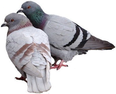 Pigeon Png Pic - Pigeons Png (400x324), Png Download