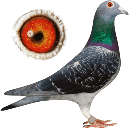 Types Of Pigeons Nicefarming Com - Racing Pigeon Png (419x419), Png Download