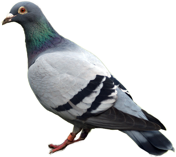 Best Free Pigeon Png Clipart - Pigeon Png (584x538), Png Download