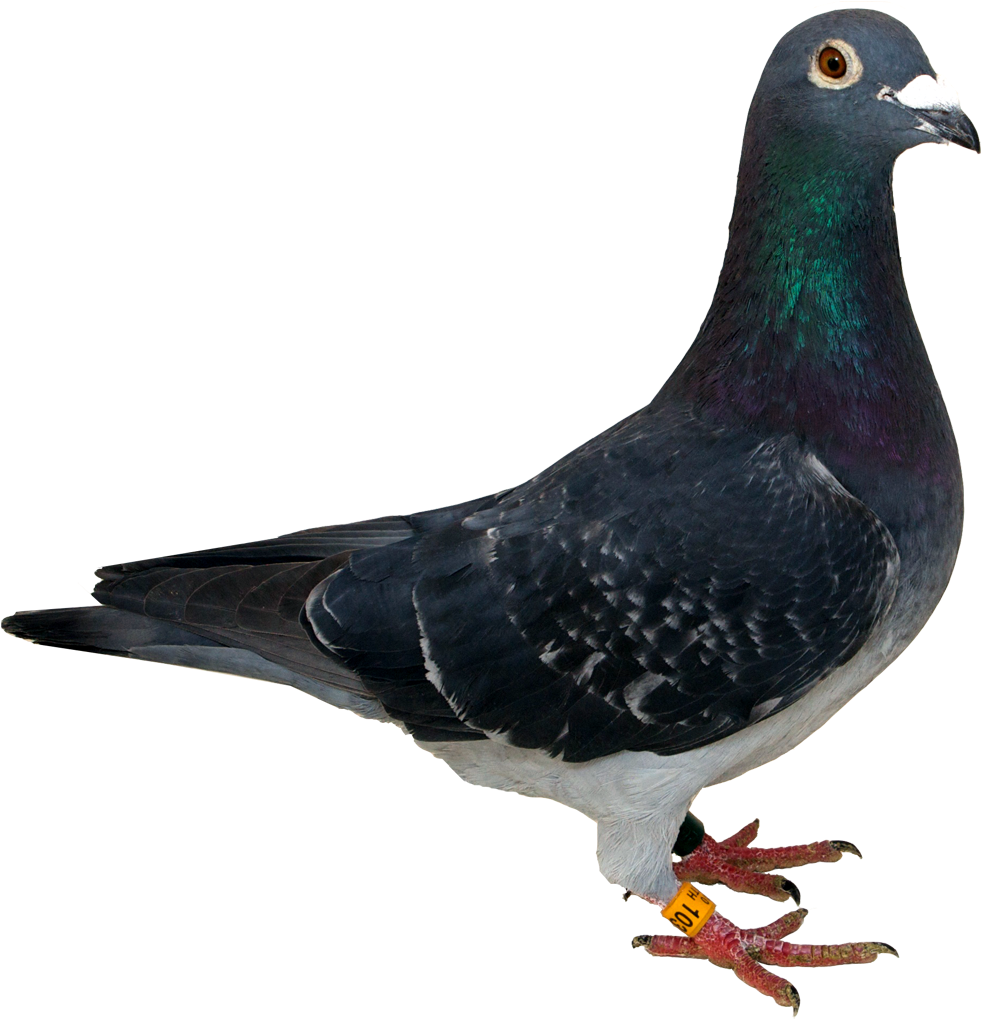 Pigeon Png - Pigeon Png Transparent (1024x1024), Png Download