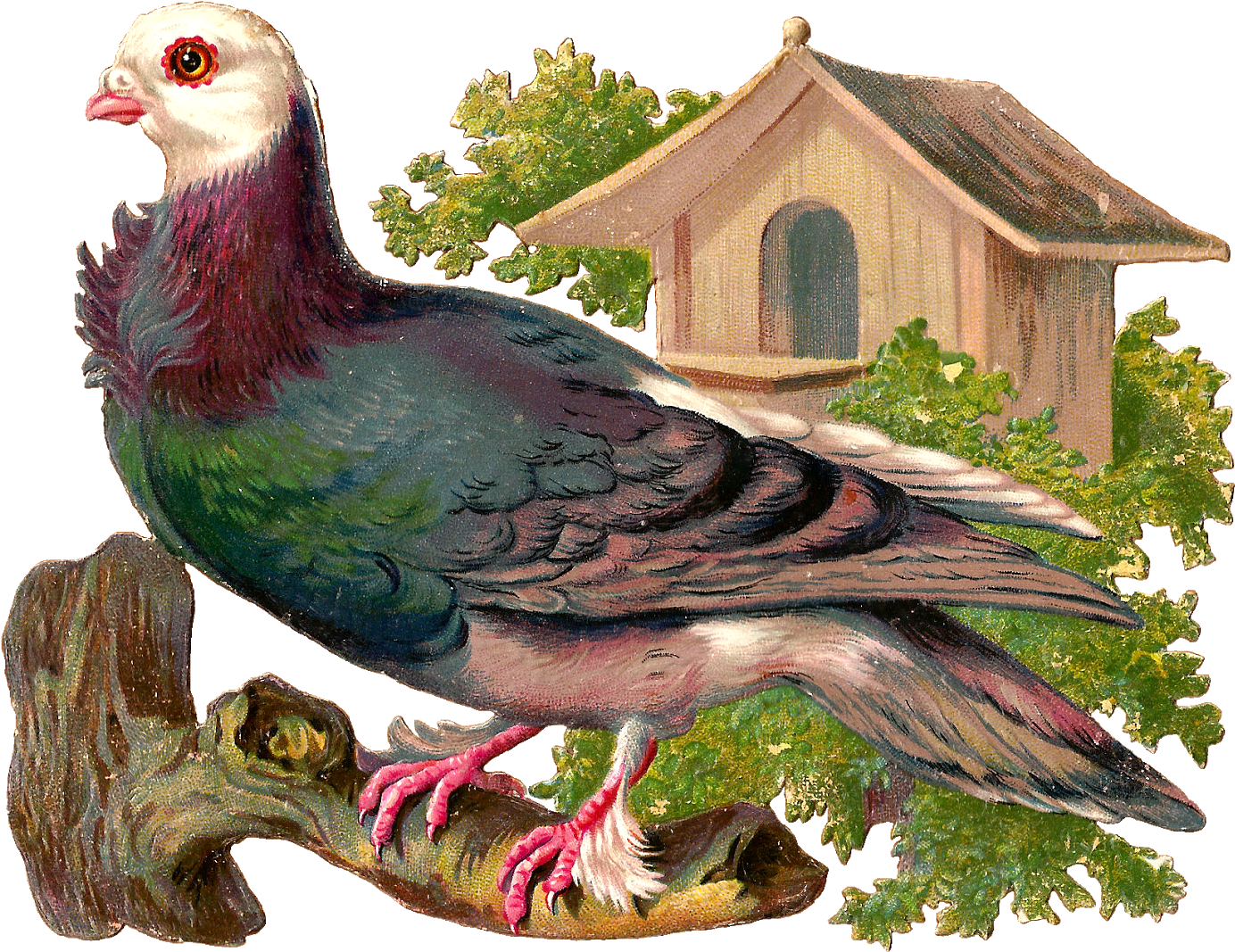 Today We Have A Pigeon Standing On A Limb - Clip Art (1600x1236), Png Download