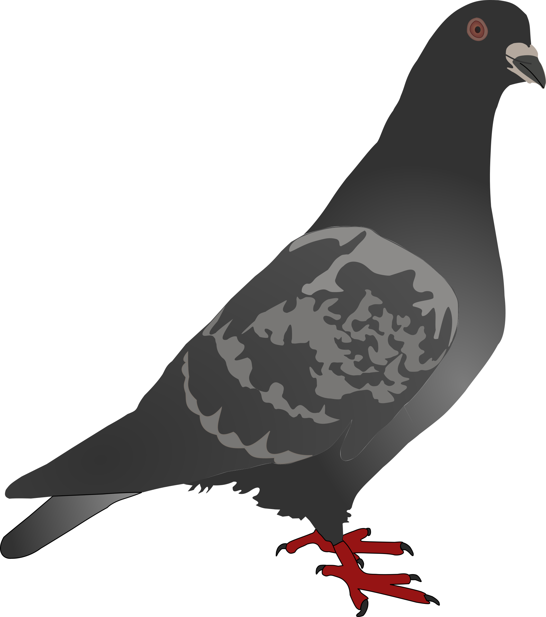 Columbidae English Carrier Pigeon Homing Pigeon American - Pigeon Clip Art Png Black And White (664x750), Png Download