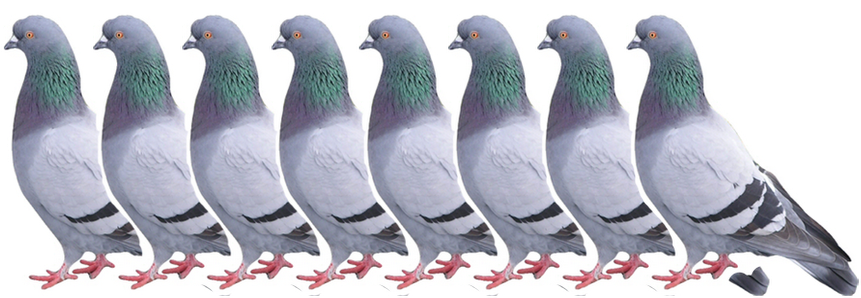 Justin Wischik - Pigeon (898x398), Png Download