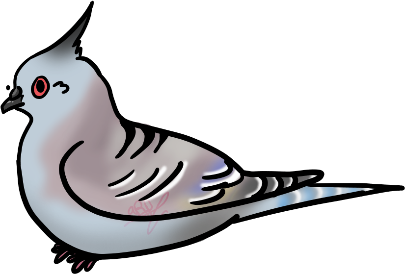 Pigeon Art - Crested Pigeon Drawing (989x618), Png Download