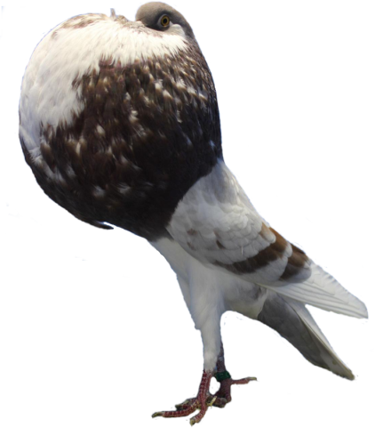 Norwich Cropper Safpa - Osprey (422x481), Png Download