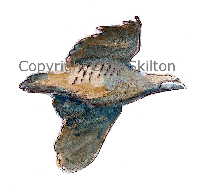 2023 By My Site Name - Humpback Whale (784x753), Png Download