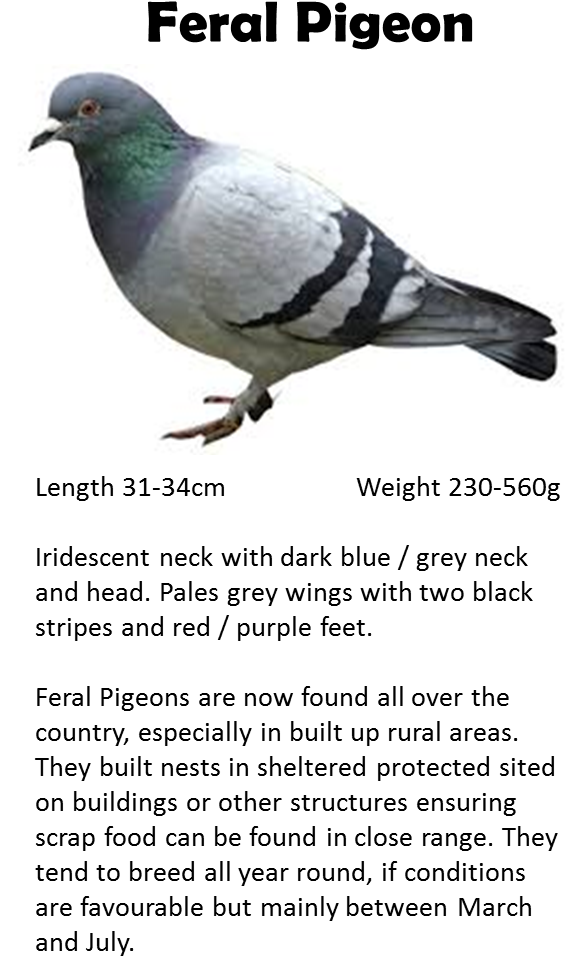 Pigeon - Stock Dove (584x1009), Png Download