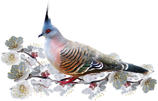 Bird, Pigeon, Blossom, Nature, Spring - Bird (538x340), Png Download