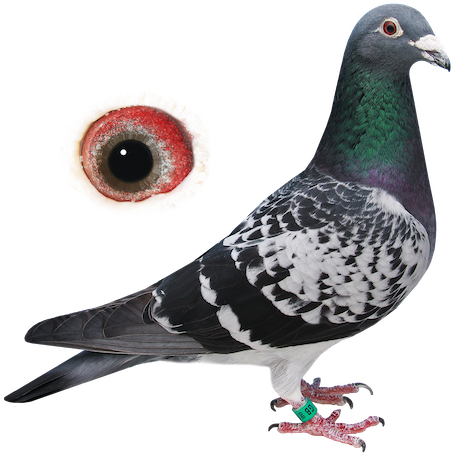 > - Rock Dove (469x467), Png Download