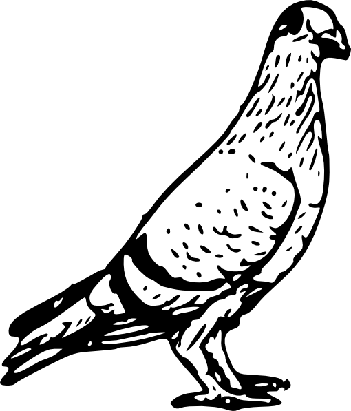 Pigeon Svg Clip Arts 510 X 597 Px (510x597), Png Download