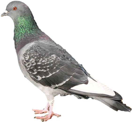 Pigeon - Duif (698x600), Png Download
