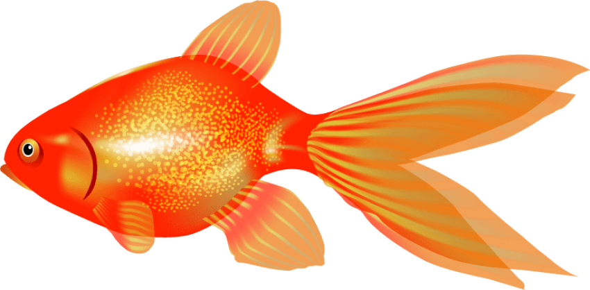 Free Png Goldfish Png Images Transparent - Portable Network Graphics (850x418), Png Download