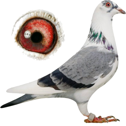 Rock Dove (419x419), Png Download