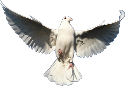 White Pigeon Png - Rock Dove (500x289), Png Download