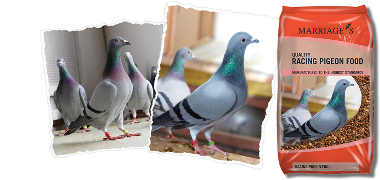 Racing Pigeon Range - Marriages Pigeon Conditioner Food 20kg (791x360), Png Download