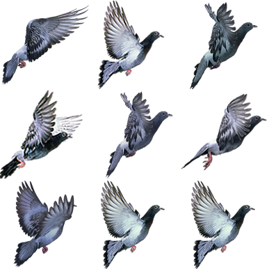 Pigeon - Stock Dove (387x386), Png Download