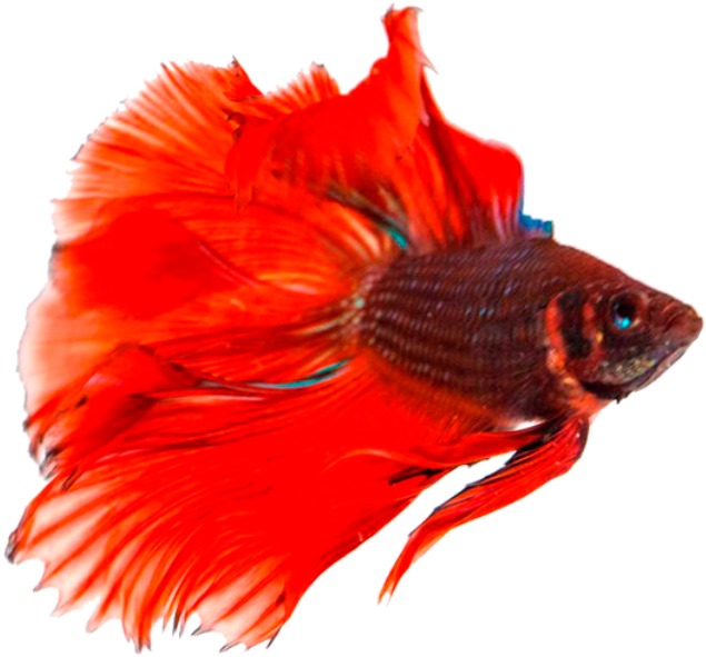 Jpg Library Stock Transparent Background Png Mart - Fish With No Background (723x606), Png Download