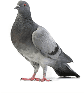 Feral Pigeons - Gray Dove (600x372), Png Download