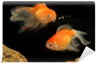 Akvariefisk (400x400), Png Download