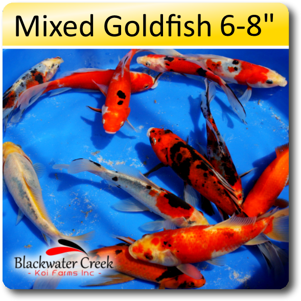 Mixed Goldfish 6-8" - Goldfish (638x638), Png Download